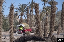 Oasis Maroko Menyusut Karena Perubahan Iklim