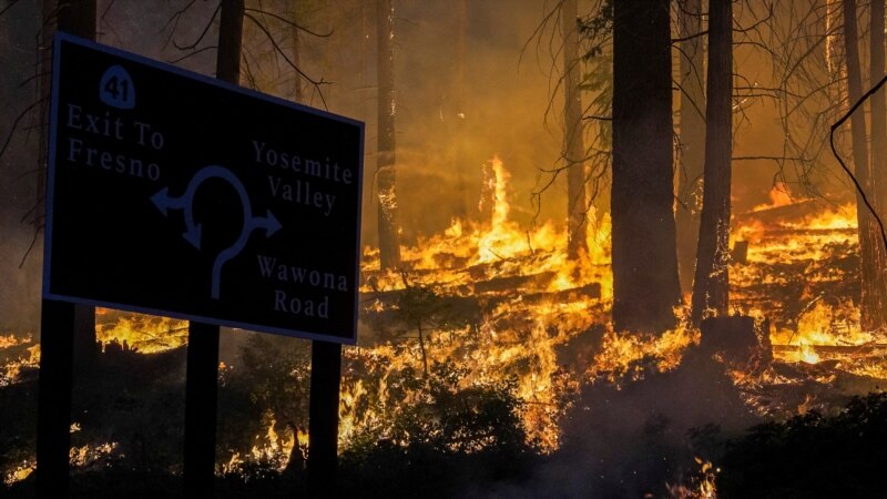 Study: Wildfires Are Destroying California's Forest Carbon Credit Reserves ...