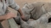 Rhino Orphans Get New South African Home 