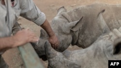 Veterinarian at The Rhino Orphanage, Pierre Bester, pets a black rhino calf in an undisclosed location, Limpopo province, on July 14, 2022.