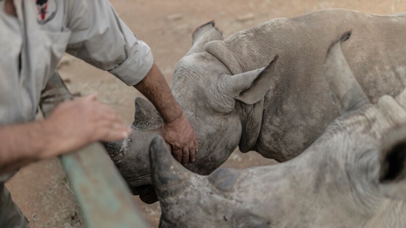 Rhino Orphans Get New South African Home