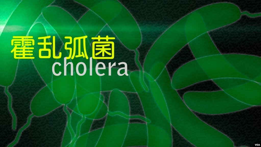 霍乱弧菌 Cholera-Causing Bacteria(photo:VOA)