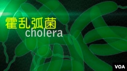 霍乱弧菌 Cholera-Causing Bacteria