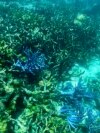 FILE - This picture taken March 7, 2022, shows the condition of coral on the Great Barrier Reef, off the coast of the Australian state of Queensland, following periods of bleaching.