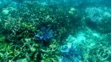 FILE - This picture taken March 7, 2022, shows the condition of coral on the Great Barrier Reef, off the coast of the Australian state of Queensland, following periods of bleaching.