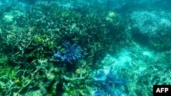 This picture taken March 7, 2022, shows the condition of coral on the Great Barrier Reef, off the coast of the Australian state of Queensland, following periods of bleaching.