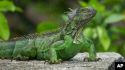 ARCHIVO - Una iguana toma el sol antes de que las tormentas eléctricas de la tarde lleguen a Davie, Florida, el martes 31 de julio de 2012. (AP Photo/J Pat Carter)