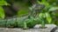 ARCHIVO - Una iguana toma el sol antes de que las tormentas eléctricas de la tarde lleguen a Davie, Florida, el martes 31 de julio de 2012. (AP Photo/J Pat Carter)