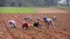 Agricultores cosechan cebolletas en una granja en La Grita, Venezuela, 18 de abril de 2020. Fotografía tomada el 18 de abril de 2020.