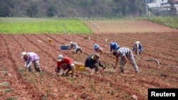 Agricultores cosechan cebolletas en una granja en La Grita, Venezuela, 18 de abril de 2020. Fotografía tomada el 18 de abril de 2020.