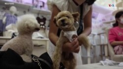 Ճապոնիայում հագուստի վրա ամրացվող օդափոխիչները օգնում են շներին սառը մնալ