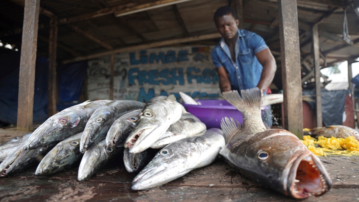 Cameroon Fishers Urge Stop to Gulf of Guinea Poachers to Reverse EU Ban - Voice of America - VOA News