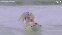 Dogs Catch Waves in World Dog Surfing Championship 