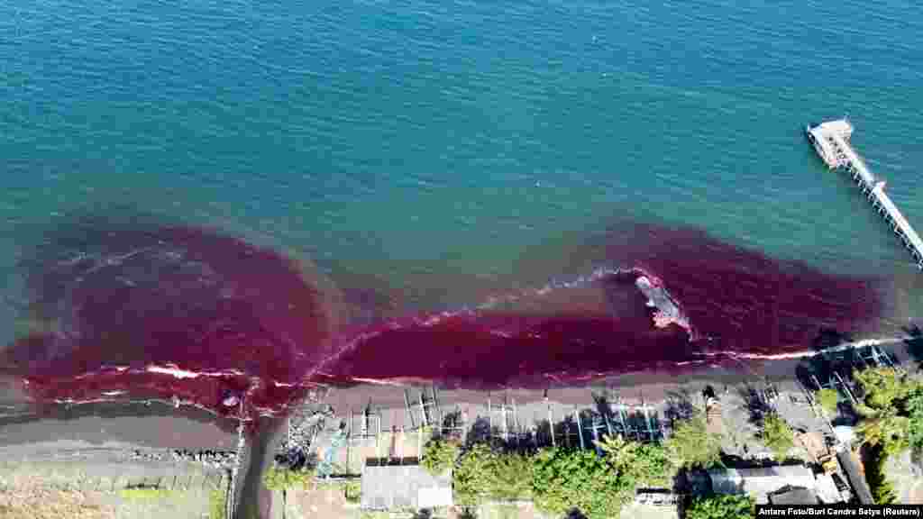 Bangkai paus sperma terdampar di pantai Waru Doyong di Banyuwangi, provinsi Jawa Timur. (Foto: Antara/Budi Candra Setya via REUTERS)