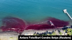 Paus sperma mati di pantai Waru Doyong, Banyuwangi, Jawa Timur, 3 Agustus 2022. (Antara Foto/Budi Candra Setya/via REUTERS)