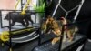 Uni Emirat Arab Buka Pusat Kebugaran Indoor Pertama untuk Anjing
