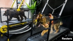 Anjing berlari di atas treadmill di Posh Pets, gym anjing di Abu Dhabi, Uni Emirat Arab, 19 Juli 2022. (REUTERS/Amr Alfiky)