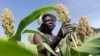 Report: Africa Countries Partly to Blame for Food Insecurity 