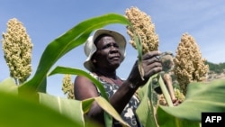 FILE - Angeline Kadiki, a sorghum farmer, inspects her crop thriving in the dry conditions on March 14 2019, in the Mutoko rural area of Zimbabwe. 