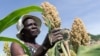 Angeline Kadiki, a sorghum farmer, inspects her small grains crop thriving in the dry conditions on March 14 2019, in the Mutoko rural area of Zimbabwe. 