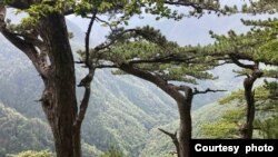 Virgin forest Perućica (FOTO: Hazim Bašić)