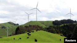FILE - Cows graze near wind farms on the east coast region of Hawke's Bay, New Zealand October 30, 2020. (REUTERS/Praveen Menon)