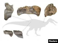 A diagram shows fossil remains of a meat-eating dinosaur dubbed the "White Rock spinosaurid," dating from about 125 million years ago during the Cretaceous Period, unearthed on England's Isle of Wight. (Barker et al/Handout via REUTERS)