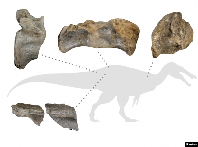 A diagram shows fossil remains of a meat-eating dinosaur dubbed the "White Rock spinosaurid," dating from about 125 million years ago during the Cretaceous Period, unearthed on England's Isle of Wight. (Barker et al/Handout via REUTERS)