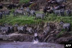 Hifadhi ya Taifa ya Serengeti nchini Tanzania.1