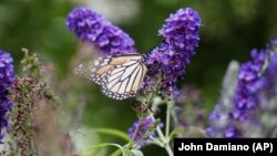 This image by John Damiano shows a monarch butterfly on August 18, 2021, in Glen Head, New York. (John Damiano via AP)