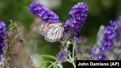 This image provided by John Damiano shows a monarch butterfly on Aug. 18, 2021, in Glen Head, N.Y. The use of chemicals against garden pests threatens bees, butterflies and other pollinators. (John Damiano via AP)