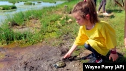 A kindergarten student releases a turtle back into the wild at the Wetlands Institute in Stone Harbor, N.J., Wednesday, June 8, 2022. (AP Photo/Wayne Parry)