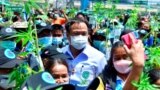 Thái Lan phát 1 triệu cây cần sa miễn phí cho dân