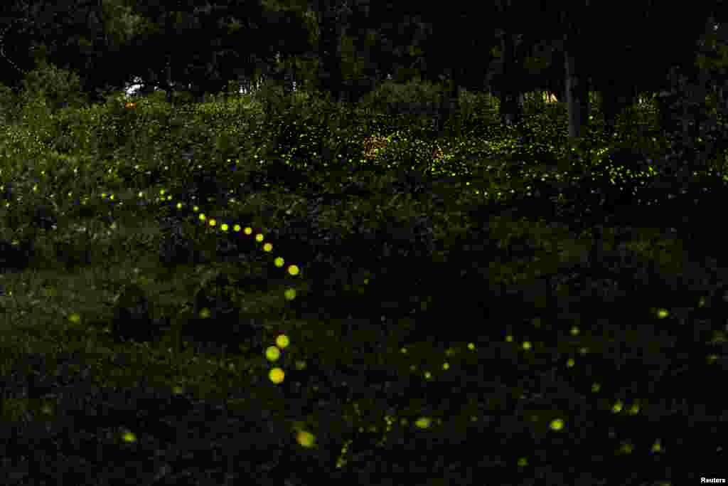 Fireflies light up in a forest at a military barrack in Prachin Buri province, Thailand, June 4, 2022.