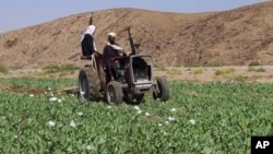 Anggota pasukan Taliban menghancurkan ladang opium dengan traktor di Distrik Washir, Provins Helmand, Afghanistan, pada 29 Mei 2022. (Foto: AP/Abdul Khaliq)