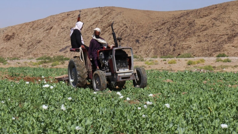 Taliban Lancarkan Kampanye Pemusnahan Opium