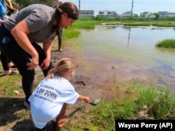 A kindergarten student releases a turtle back into the wild at the Wetlands Institute in Stone Harbor, N.J., June 8, 2022. (AP/Wayne Parry)