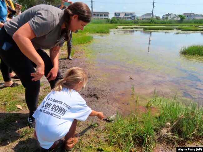 A kindergarten student releases a turtle back into the wild at the Wetlands Institute in Stone Harbor, N.J., June 8, 2022. (AP/Wayne Parry)