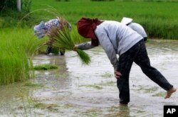 A local farmer, foreground, cleans mud from the rice seedlings at a rice paddy field during the rainy season in Tonle Om village on the outskirts of Phnom Penh, Cambodia, Sunday, Aug. 2, 2020.