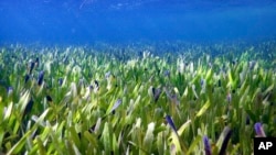 This August 2019 photo provided by The University Of Western Australia shows part of the Posidonia australis seagrass meadow in Australia's Shark Bay. Rachel Austin/The University Of Western Australia via AP)