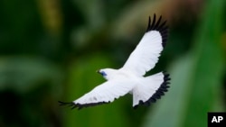 A Bali mynah flies over the trees in Tabanan, Bali, Indonesia on April 17, 2022. Conservationists are working to bring the critically endangered bird back from the brink of extinction with help from bird breeders and tradesmen in Indonesia. (AP Photo/Tatan Syuflana)
