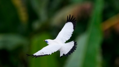 Quiz - Bird Sellers Help Rare Bird Return to the Wild