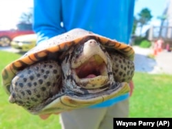 A turtle opens its mouth shortly before being released back into the wild in Stone Harbor, New Jersey, June 8, 2022. (AP Photo/Wayne Parry)
