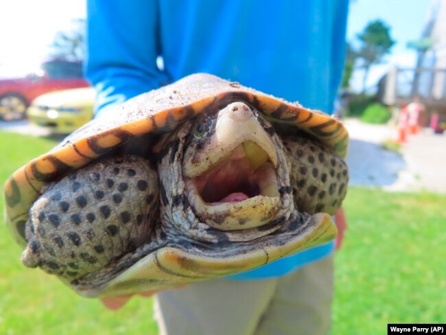 A turtle opens its mouth shortly before being released back into the wild in Stone Harbor, New Jersey, June 8, 2022. (AP Photo/Wayne Parry)