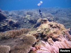 A hydrophone that is used to record underwater soundscape is placed on a reef in the sea of the Spermonde archipelago of Indonesia, August 30, 2018. (Tim Lamont/University of Exeter/Handout via REUTERS)