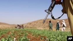 Taliban members destroy a poppy field in Washir district of Helmand province, Afghanistan, May 29, 2022. Afghanistan is the world's biggest opium producer and a major source for heroin in Europe and Asia.