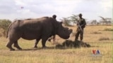 Scientists Test Different Ways for Saving Rhinos