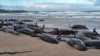 Paus pembunuh palsu terdampar di pantai terpencil di dekat Sungai Arthur, negara bagian kepulauan Tasmania, Australia, 19 Februari 2025. (Jocelyn Flint via AP)