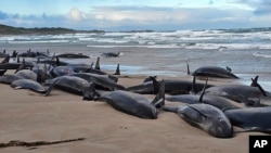 Paus pembunuh palsu terdampar di pantai terpencil di dekat Sungai Arthur, negara bagian kepulauan Tasmania, Australia, 19 Februari 2025. (Jocelyn Flint via AP)