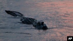 Foto bertanggal 3 Oktober 2018 ini memperlihatkan hewan sejenis buaya yang disebut alligator tampak mengapung menjelang senja hari di Davis Pond Diversion, Luling, Louisiana (foto: AP Photo/Gerald Herbert)